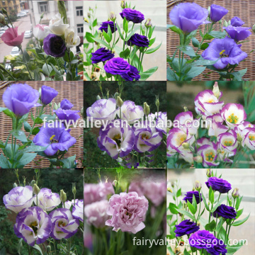 High quality Lisianthus flower seeds Eustoma grandiflorum seeds for planting